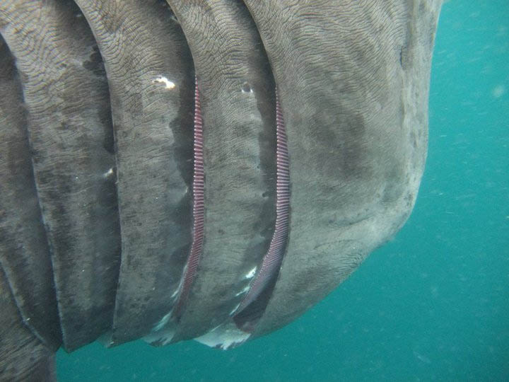 Basking shark 3